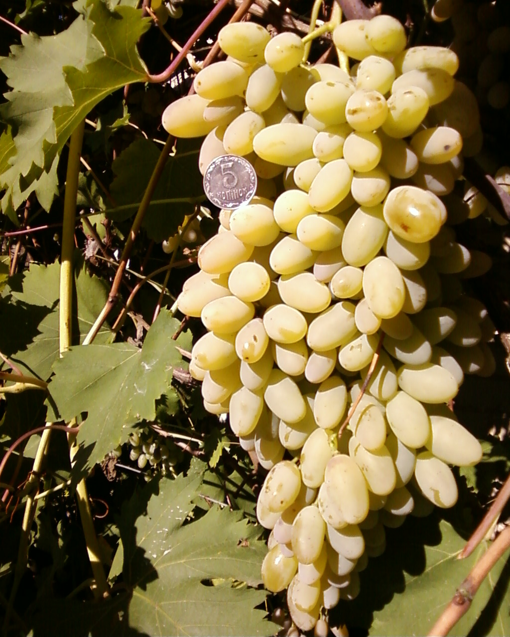 Кангун сорт винограда